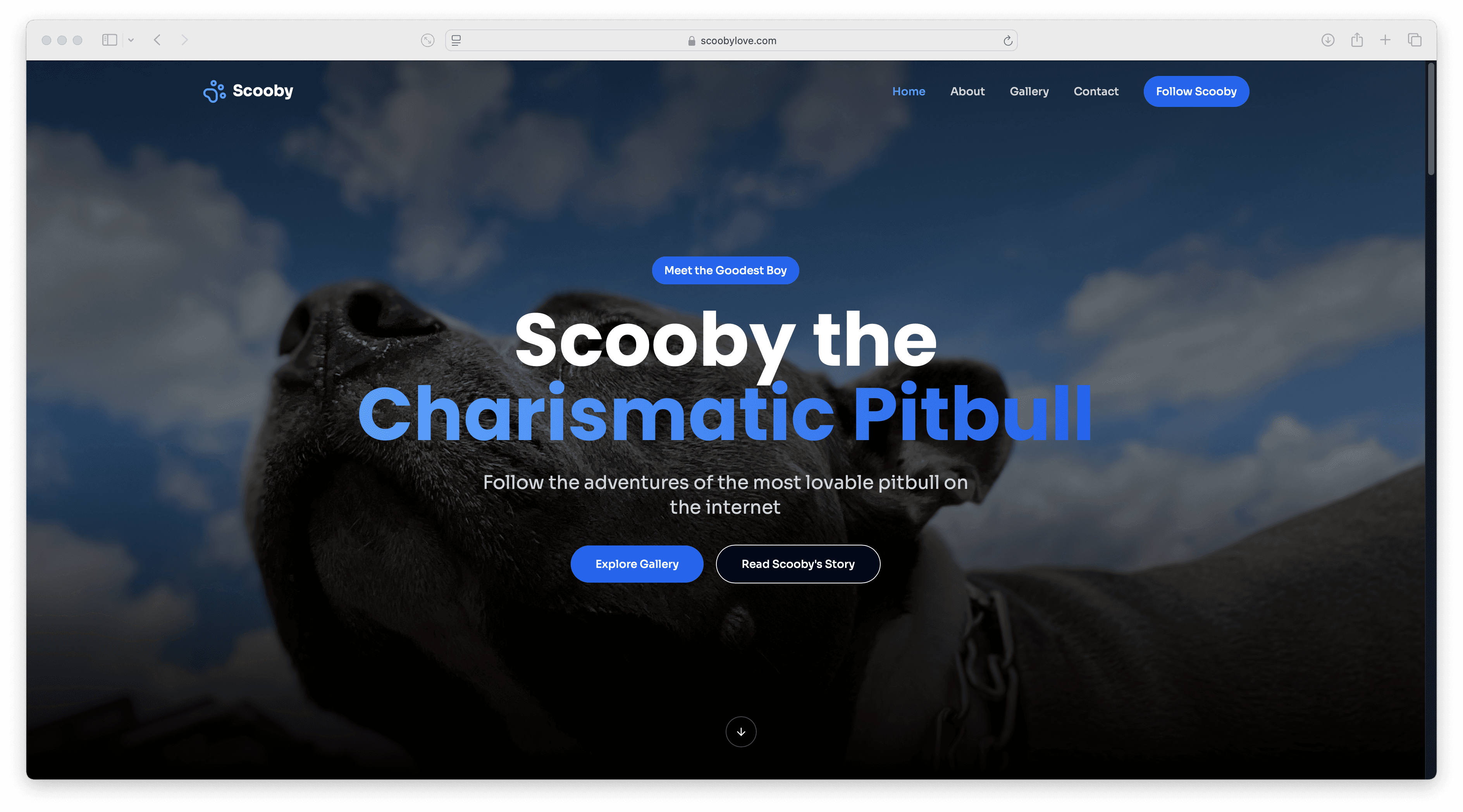 Scooby Love – Dog Photo Gallery